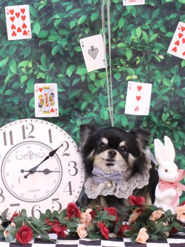 20250419プリンちゃん